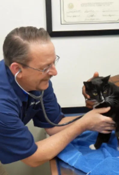 Dr. Lewellen examining a black cat